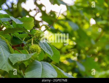 Detailaufnahme von einigen frischen grünen Rosskastanienfrüchten auf Ein Baum Stockfoto