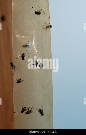 Aufgehängtes Klebeband zum Fangen von Fliegen in Zimmern mit festsitzenden Fliegen. Selektiver Fokus. Stockfoto