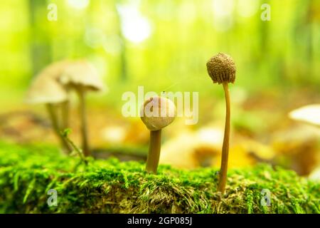 Wildpilze wachsen im Moos, Nahaufnahme Stockfoto