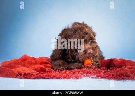 Braune lockige Welpen der russischen farbigen Lapdog Rasse in Ein roter Schal auf blauem Hintergrund im Studio Drinnen spielt mit einer Blume Stockfoto