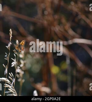 Ein wandbrauner Schmetterling sitzt auf einer Grashalme Stockfoto