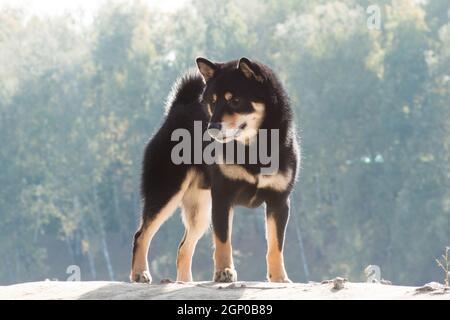 Schwarz und braun Hund, japanische Shiba Inu Rasse, im Freien, auf einem Dais im Herbst in der Sonne stehen Stockfoto