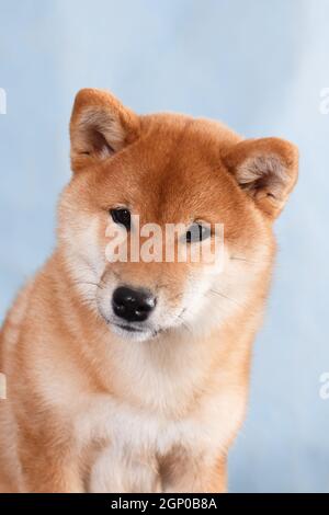 Porträt eines Hundes der japanischen Rasse Shiba Inu Sitzt auf einem blauen Hintergrund in einem Fotostudio drinnen Stockfoto