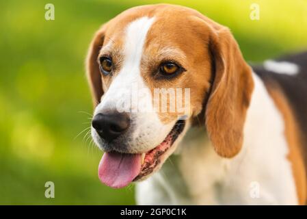 Beagle Hund im Freien Porträt mit Zunge heraus. Stockfoto