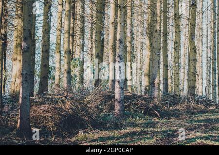 Fichte Trunks in EINEM Mossy Wald, Rinde bedeckt von Flechten, Tschechische Republik Hochland, Europa Stockfoto