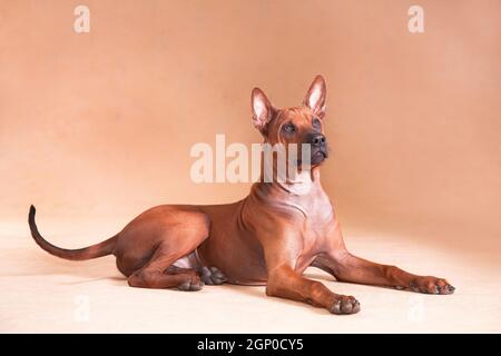 Thai Ridgeback ist eine nationale Rasse von Thailand. Und vielleicht ist es eine der ältesten Rassen, die dem Menschen bekannt sind. Dies ist ein Pariah Hund, eine einheimische Rasse. Stockfoto