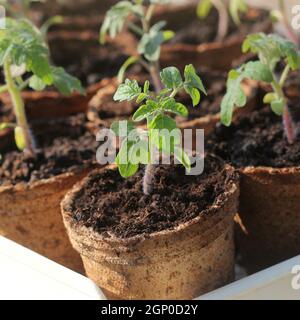 Vergossene Sämlinge, die in biologisch abbaubaren Torfmoos-Töpfen wachsen. Gartenkonzept .Junge Tomaten-Sämling-Sprosse . Stockfoto