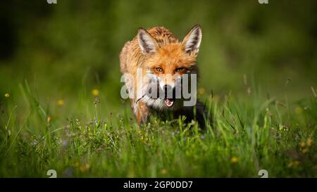 Rotfuchs, Vulpesvulpen, mit Maus im Mund auf Lichtung bei sommerlicher Sonneneinstrahlung. Orangen-Präadtor füttert auf sonnigem Grasland von fornt. Jagd auf Wildsäuger vo Stockfoto