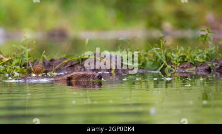 Eurasischer Biber, Rizinusfaser, schwimmend im Wasser in der sommerlichen Natur in der Nähe seines Staudamms. Wassersäuger schweben im Sumpf horizontal. Brauner wilder Tierwit Stockfoto