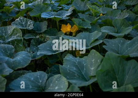 Zwei gelbe Kürbisse Blüten, gelbe Blüte in der Mitte vieler grüner Blätter auf einer Kürbisfarm Anbau. Stockfoto