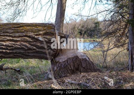 Baum von Bibern entlang platte River Nebraska geschnitten. Hochwertige Fotos Stockfoto