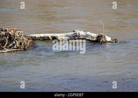 Treibholz fließt den Teller River Nebraska hinunter. Hochwertige Fotos Stockfoto