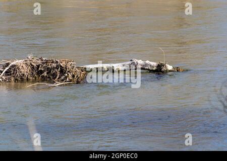 Treibholz fließt den Teller River Nebraska hinunter. Hochwertige Fotos Stockfoto