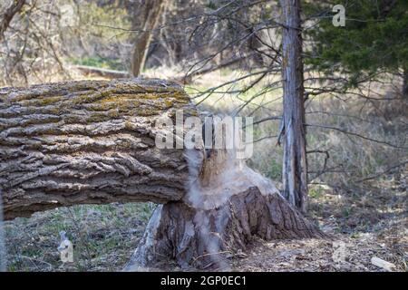 Baum von Bibern entlang platte River Nebraska geschnitten. Hochwertige Fotos Stockfoto