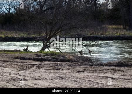 Baum am Fluss Platte River Nebraska. Hochwertige Fotos Stockfoto