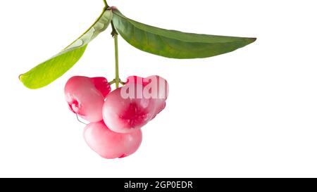jambu oder Rosenapfel mit Blättern, glockenförmige Frucht auch Glockenfrucht oder Wachsapfel genannt, isoliert auf weißem Hintergrund, sri lanka saftige Früchte Stockfoto