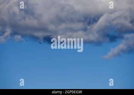 Möwe fliegt durch Wolken, blauer Himmel, freier Raum, weiße Wolken Stockfoto