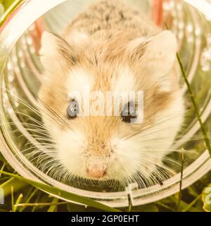 Ein hausgemachter Hamster in einem Käfig in einem Rad. Nagetiere im Haushalt. Stockfoto