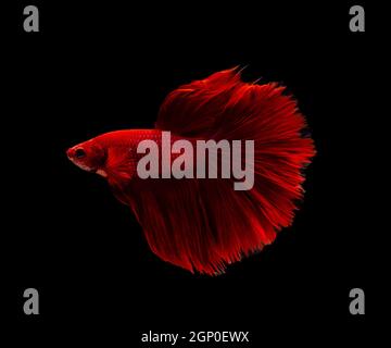 Siamesische Kampffische oder Betta Splendens Fische, beliebte Aquarienfische in Thailand. Super Red Halbmond Schwanz Betta Kampf Fisch Bewegung isoliert auf blac Stockfoto