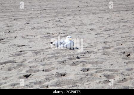 Möwen liegen am Strand bei Zempin auf Nahrung von Badegäste. Stockfoto