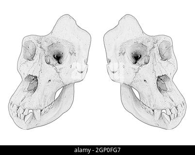 Gorilla-Schädel. Zeichnung mit Affenknochen. Stockfoto