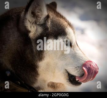 Kamtschatka Huskies im Kinderzimmer für Hunde im Winter Stockfoto