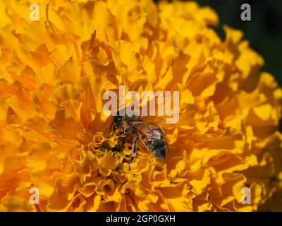 Makro der Biene auf goldenem Ringelblume Stockfoto