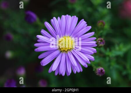 Blick von oben auf eine wunderschöne violette Asterblume mit sich öffnenden Knospen im Hintergrund, Nahaufnahme, selektiver Fokus Stockfoto