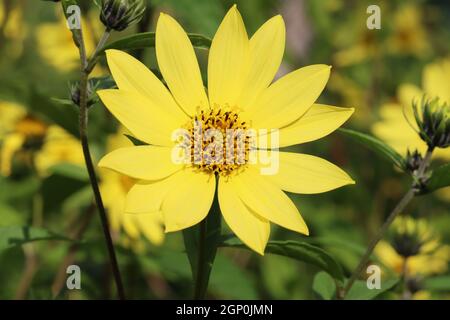 Eine wunderschöne Blume von Helianthus 'Lemon Queen' als Nahaufnahme mit einem natürlich unscharfen Hintergrund Stockfoto