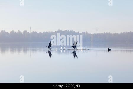 Zwei Weißwangengänse, Branta leucopsis, laufen auf dem Wasser. Vögel starten im Herbst. Ruhiges Wasser mit Reflexionen. Stockfoto