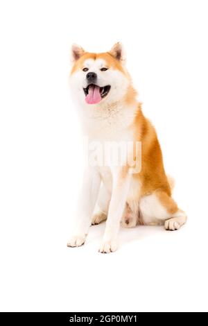 Schönen Akita Inu Hund posiert im studio Stockfoto