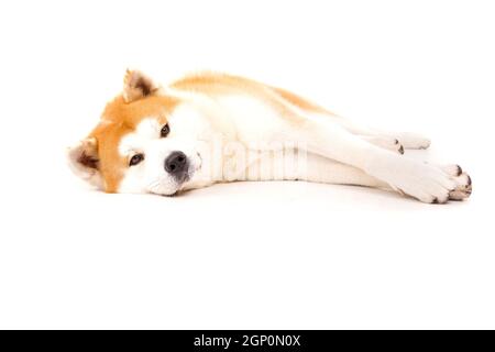 Schönen Akita Inu Hund posiert im studio Stockfoto