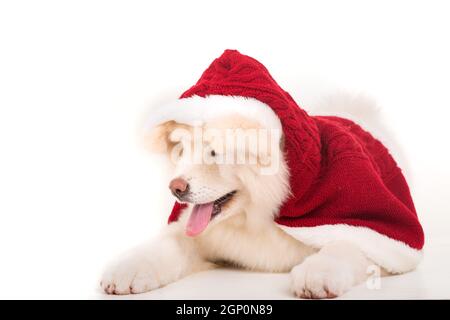 Akita Inu - Valentinstag-Konzept Stockfoto