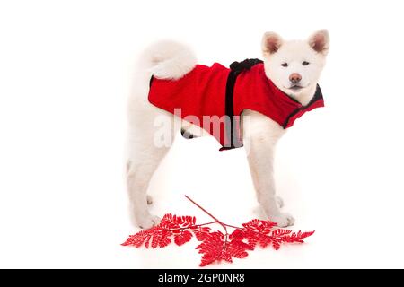 Akita Inu - Valentinstag-Konzept Stockfoto