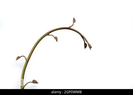 Isolierte Süßkartoffeln sprießen. Dekografisches Element Stockfoto