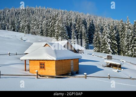 Kleines Holzhaus mit frischem Schnee bedeckt, umgeben von hohen Pinien in den Winterbergen. Stockfoto