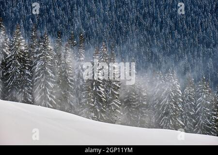 Hohe immergrüne Kiefern bei starkem Schneefall im Winterbergwald an kalten, hellen Tagen. Stockfoto