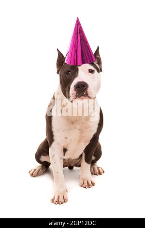 Baby Amerikanischer Staffordshire-Terrier einen festlichen Hut Stockfoto