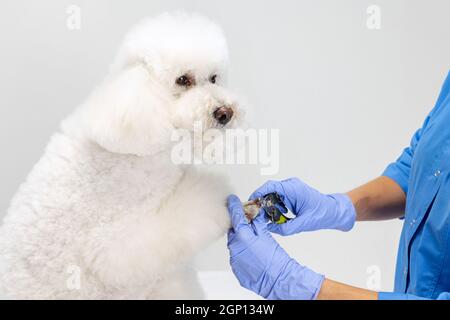 Junge schöne lächelnde Frau, weibliche Tierärztin, Groomer schneiden die Krallen von Pudel Hund isoliert auf weißem Studio Hintergrund. Stockfoto