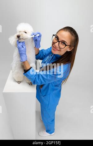 Ein süßer weißer Pudel Hund und weibliche Tierärztin, Pistenraupe isoliert auf weißem Studio Hintergrund. Stockfoto