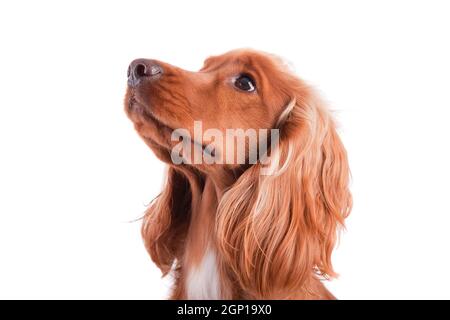 Baby Cockerspaniel isoliert auf weiß Stockfoto