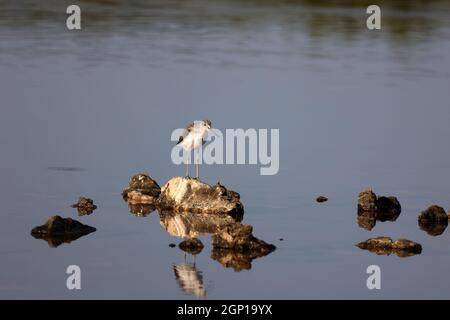 Holzhahn auf der Suche nach Nahrung in einem Salzsee. Stockfoto