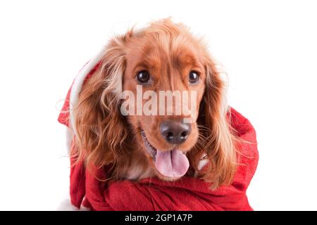 Baby Cockerspaniel isoliert auf weiß Stockfoto