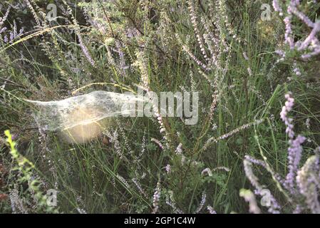 spinnennetz mitten in der Vegetation Stockfoto