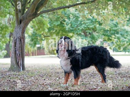 Fröhlicher Berner Sennenhund im Park Stockfoto