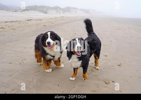 Zwei glückliche Berner Sennenhunde am Strand Stockfoto