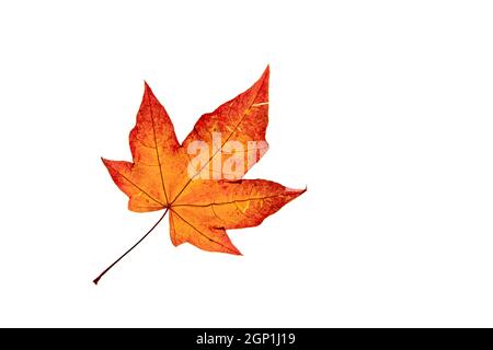 Einzelner Herbst Acer Blatt isoliert auf weißen Hintergunde Stockfoto