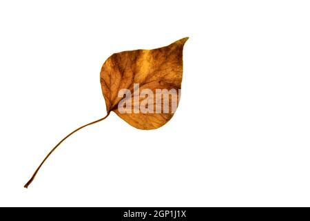 Einzelnes Herbstpappel-Blatt isoliert auf weißem Hintergrund Stockfoto