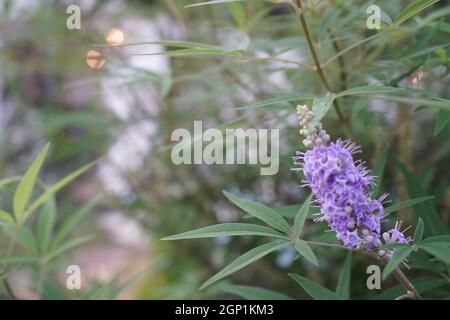 Selektive Nahaufnahme der Vitex (Vitex agnus-castus) Blume in einem Garten Stockfoto