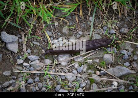 Blick auf die schwarze Schnecke im Garten Stockfoto